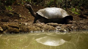 Une tortue géante aux Galapagos, photographiée en 2009 [Pablo Cozzaglio / AFP/Archives]