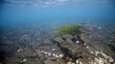 Un ban de poissons dans l'archipel des Galapagos [Pablo Cozzaglio / AFP/Archives]