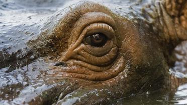 Le plus vieil hippopotame recensé dans le monde, une femelle baptisée Donna, est morte jeudi à 62 ans, soit une vingtaine d'années de plus que l'espérance de vie moyenne de ces animaux, ont déclaré des responsables du zoo d'Evansville, dans l'Indiana (nord des Etats-Unis).[AFP]