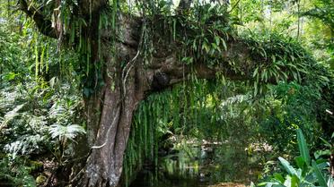 La forêt tropicale au Brésil