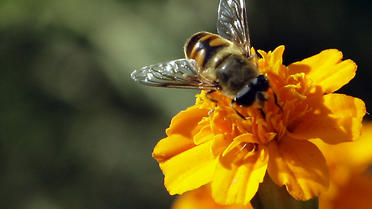 Une abeille [Ali al-Saadi / AFP]