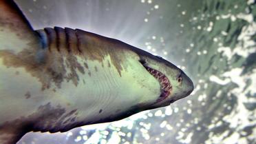 Un requin "féroce", espèce qui n'a a priori jamais attaqué l'homme, a été retrouvé lundi sur les côtes de la Manche à Agon-Coutainville, suscitant depuis les interrogations des spécialistes habitués à le trouver en eaux profondes et chaudes.[AFP]