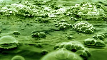 Des micro-algues s'alimentent en CO 2 dans des bassins afin d'être transformées en carburant le 18 Mai 2009 au Vigeant près de Poitiers [Alain Jocard / AFP/Archives]