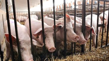 Des cochons dans un élevage à Wambrechies près de Lille, le 28 juillet 2010 [Denis Charlet / AFP/Archives]