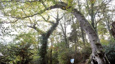 Un chêne pédonculé de 200 ans dans la forêt de Fouesnant, le 6 novembre 2011 [Fred Tanneau / AFP/Archives]