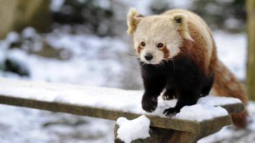Un panda du zoo d'Amneville dans l'est de la France, sous la neige en février 2012 [Jean-Christophe Verhaegen / AFP/Archives]