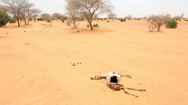 Sécheresse en Mauritanie, en mai 2012 [Abdelhak Senna / AFP/Archives]