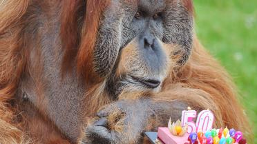 L'orang-outan Major lors de son 50e anniversaire, le 17 juillet 2012, au zoo de La Boissière-du-Doré, en Loire-Atlantique [Alain Jocard / AFP/Archives]