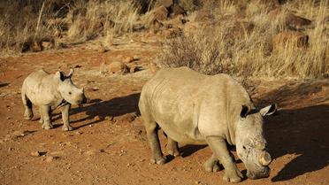 Le massacre des rhinocéros s'est encore accéléré en Afrique du Sud, 381 animaux ayant été abattus dans le pays depuis le début de l'année, a indiqué mardi le ministère de l'Environnement. [AFP]