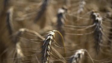 Des épis de blé dans un champ du nord de la France [Joël Saget / AFP/Archives]