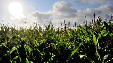 Un champ de maïs dans le nord de la France [Philippe Huguen / AFP/Archives]