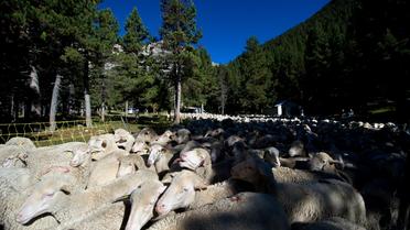 Un troupeau de moutons en septembre 2012 dans les Hautes-Alpes [Ed Jones / AFP/Archives]
