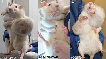 Montage de photos fourni le 19 septembre 2012 par le Criigen montrant des rats atteints de tumeurs après avoir été nourris de maïs OGM [ / Criigen/AFP/Archives]