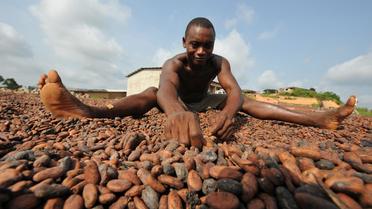 Un Ivoirien trie des graines de cacao à la coopérative de Moussadougou, le 28 novembre 2008 [Kambou Sia / AFP/Archives]