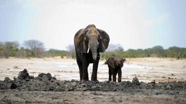 Des éléphants d'Afrique au parc national Hwange, au Zimbabwe [Martin Bureau / AFP/Archives]