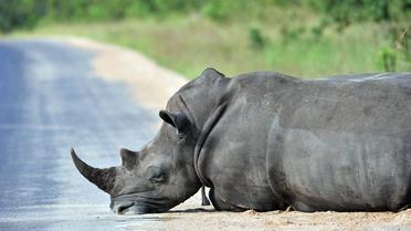 Un rhinocéros au bord d'une route en Afrique du Sud, en février 2013 [Issouf Sanogo / AFP/Archives]