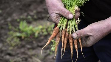 Vincent Béroujon, maraîcher dans le Rhône, montre des carottes peu développées à cause du mauvais temps, le 29 mai 2013 à Limas près de Lyon [Philippe Desmazes / AFP]