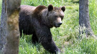Une ourse de souche européenne dans un parc animalier en France, en 2006 [Georges Gobet / AFP/Archives]