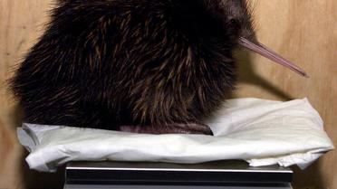 Un jeune kiwi à la pesée [Torsten Blackwood / AFP/Archives]