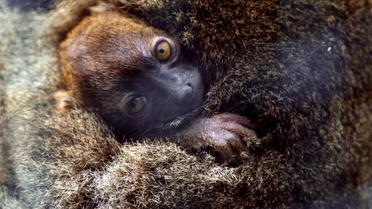 Un bébé lémurien né au Jardin zoologique de Besançon, photographié le 30 mai 2013 [Sebastien Bozon / AFP]