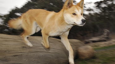 Environ 200 chiens sauvages demeurent sur l'île de Fraser.