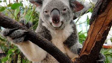 Un koala dans un refuge à Brisbane