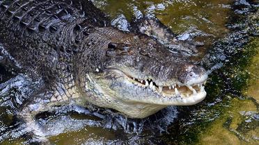 Le sexagénaire a poignardé le crocodile jusqu'à ce qu'il le lâche