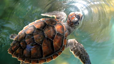 Les «tortues imbriquées», une espèce «en danger critique d'extinction»