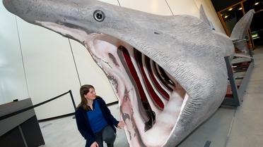 Une maquette de requin pélerin au Museum océanographique allemand de Stralsund [Stefan Sauer / DPA/AFP/Archives]