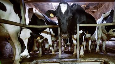 Des vaches dans une exploitation agricole [Philippe Huguen / AFP/Archives]