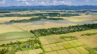 Vue aérienne le 12 novembre 2017 de rizières à l'abandon près de Maungdaw en Birmanie, après le départ de Rohingyas qui cultivaient le riz vers le Bangladesh [Phyo Hein KYAW / AFP]