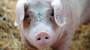Un cochon photographié pendant une manifestation d'éleveurs à Saint-Brieuc en Bretagne le 2 juillet 2015 [Fred Tanneau / AFP/Archives]
