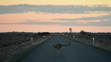 Un kangourou traverse la route, le 27 septembre 2018, près de Booligal en Australie asoiffée par la sécheress [Peter PARKS / AFP]