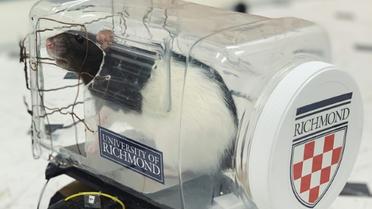 Une mini-voiture adaptée à la conduite par des rats, le 1er octobre 2019 en Virginie [HO / University of Richmond/AFP]