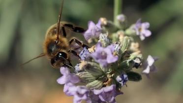 Une abeille butine des fleurs de lavande  [Boris Horvat / AFP/Archives]