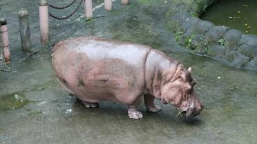 Photo non datée de l'association PETA (Pour une éthique dans le traitement des animaux), reçue le 10 juillet 2017 de Bertha, la doyenne des hippopotames dans son enclos du zoo de Manille, Philippines [HANDOUT / PETA/AFP/Archives]