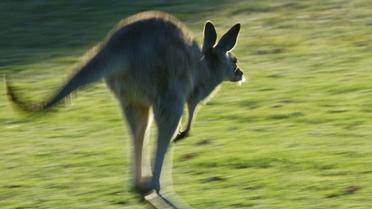 Un kangourou provoque la rupture des implants mammaires d'une cycliste en lui sautant dessus [CHRISTOPHE SIMON / AFP/Archives]