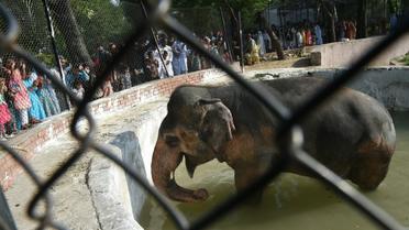Kaavan, unique spécimen d'éléphant au zoo d'Islamabad, le 7 juillet 2016 [FAROOQ NAEEM / AFP]