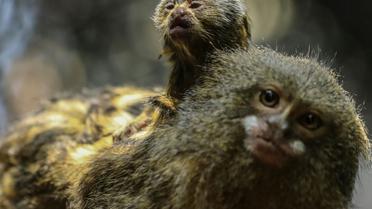 Un ouistiti pygmée âgé de 2 jours se tient sur le dos de son pèere dans le zoo Sante fe de Medellin (Colombie), le 21 mars 2018, [Joaquin SARMIENTO / AFP]