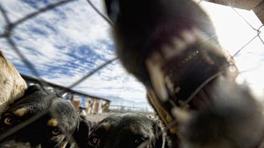 Une gueule de chien [Martin Bernetti / AFP/Archives]