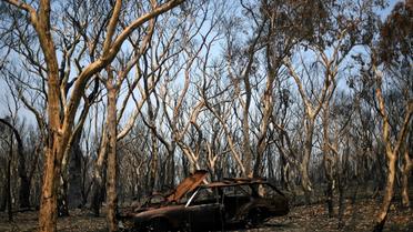 Un véhicule et des arbres calcinés à Lithgow, le 11 janvier 2020 en Australie [SAEED KHAN / AFP]