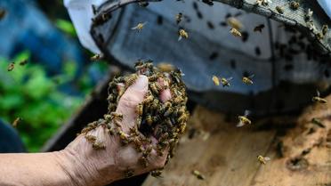 Yip Ki-hok, recupère des abeilles sauvages et un rayon de cire dans les environs de Hong Kong le 14 février 2019 [Anthony WALLACE / AFP]