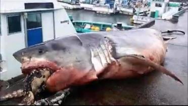 Le requin a été retrouvé dans les filets d'un bateau de pêche