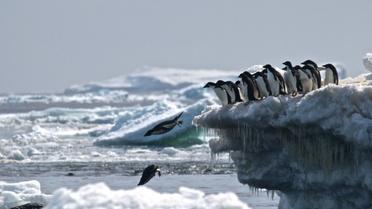 Des manchots Adélie en Antarctique, le 2 mars 2018 [Rachael Herman / Stony Brook University/AFP/Archives]
