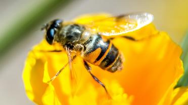 L'Agence européenne pour la sécurité des aliments, l'Efsa, a confirmé mercredi le risque pour les abeilles posé par trois néonicotinoïdes actuellement soumis à des restrictions d'usage dans l'UE [PHILIPPE HUGUEN / AFP/Archives]