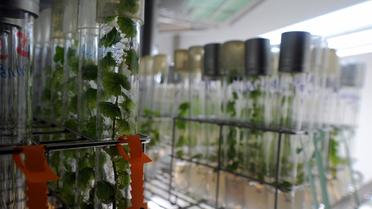 Des pieds de vigne cultivés dans des tubes à l'Institut national de la recherche agronomique (INRA) de Colmar, en novembre 2010, trois mois après une action de militants anti-OGM [Patrick Hertzog / AFP/Archives]