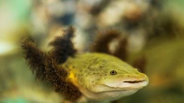 Une salamandre aquatique Ambystoma dumerilii, ou achoque, en captivité dans un aquarium d'un monastère mexicain au lac Patzcuaro, le 22 août 2018 [ENRIQUE CASTRO / AFP]
