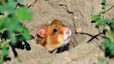 Un hamster d'Europe photographié le 2 juillet 2014 près de Boesfeld, dans le centre de l'Allemagne. L'animal, aussi connu en France comme le grand hamster d'Alsace, est menacé [UWE ANSPACH / DPA/AFP]