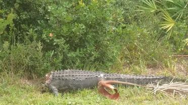 Cet alligator sans tête a été retrouvé en Floride