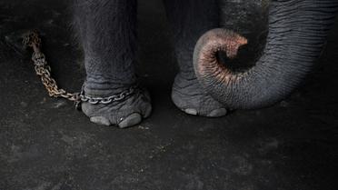Une vidéo illustrant la violence du dressage des éléphanteaux destinés à être employés dans la lucrative industrie du tourisme en Thaïlande a été diffusée par des écologistes [Lillian SUWANRUMPHA / AFP/Archives]